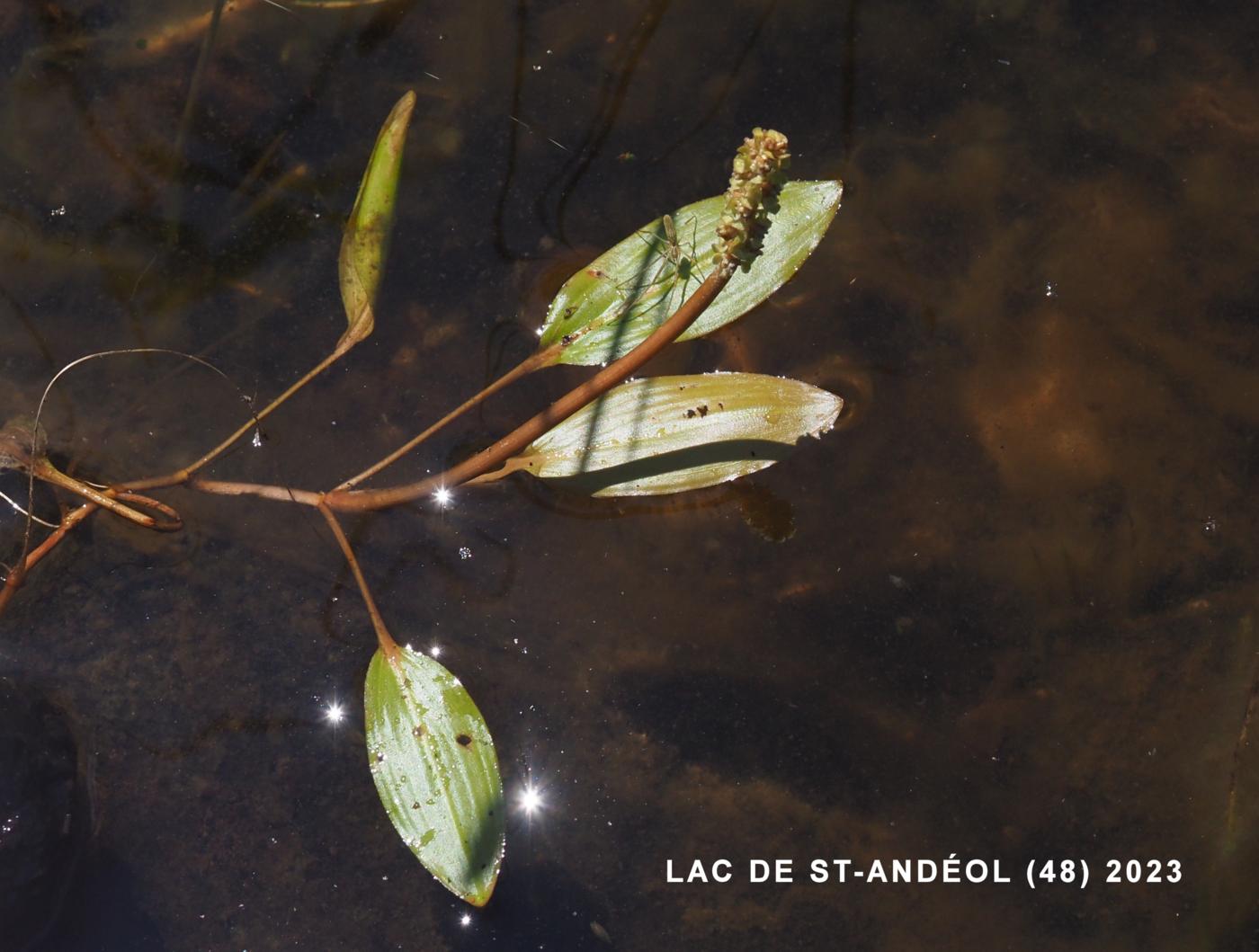 Pondweed, Loddon plant